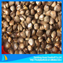 frozen blood clam fresh seafood for sale